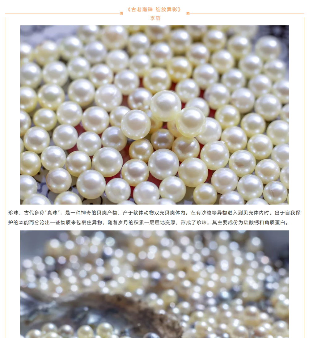 古老南珠，綻放異彩